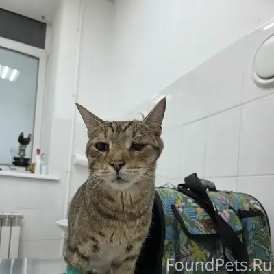 Найден кот, район ул. 2-я Степная