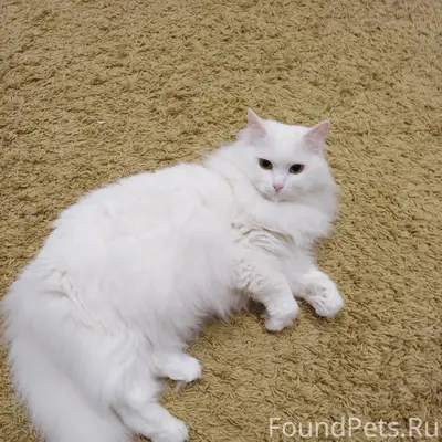 Пропала белая кошка, п. Пильный