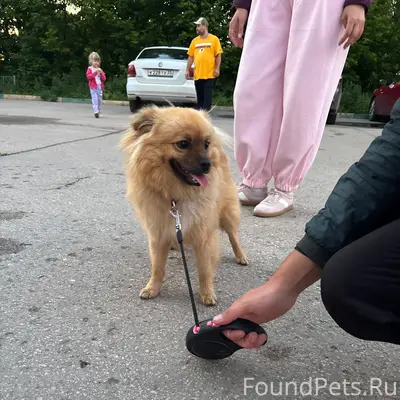 Найден тип собака, Автозаводский район