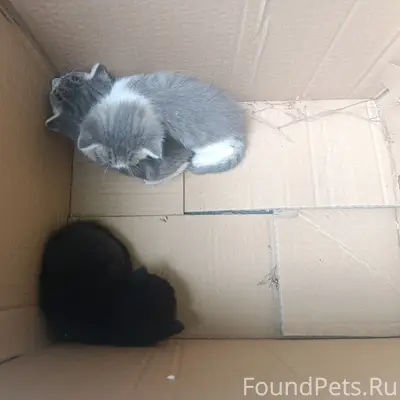 Найдены котята, Пятигорск