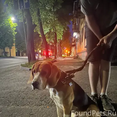 Найден пёс Кекс