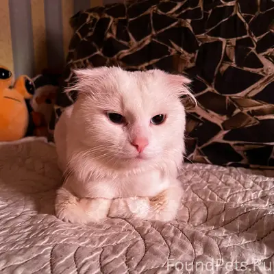 Найден кот, район ул. Псковская