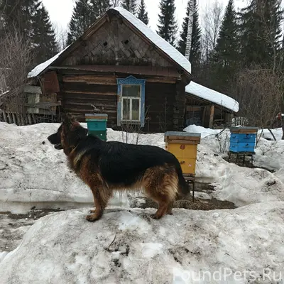Пропала длинношёрстная немецкая овчарка, район Лиственского месторождения
