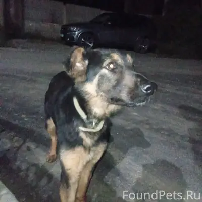 Пропала собака, башня