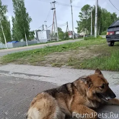 Найденна собака, 2 км зеленой зоны