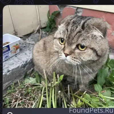 Найден британский кот/кошка, улица Академика Королёва