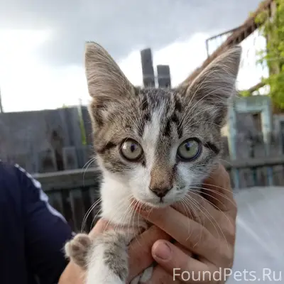 Найден котёнок, район Амура