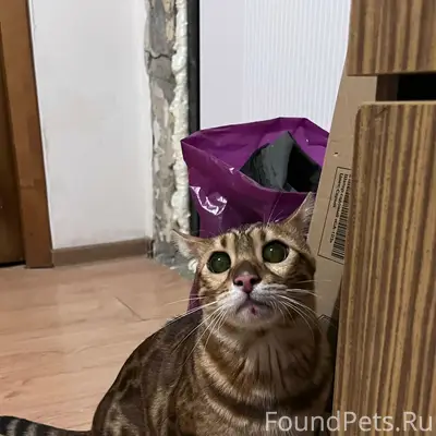 Найдена кошка бенгал, Львовская 12
