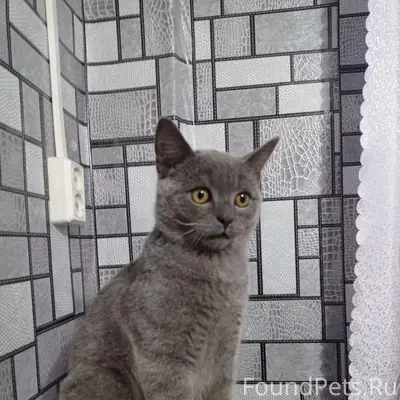 Пропал кот, Текстильщик