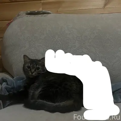 Пропала кошка,