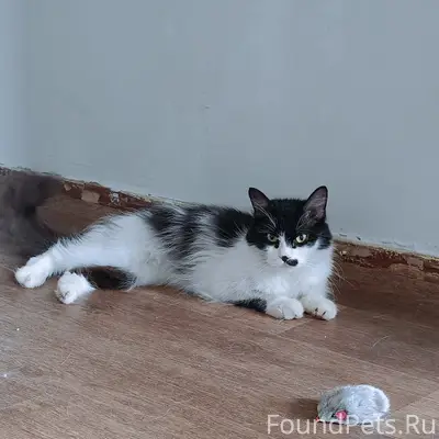 Найдена кошка, чёрный с белым окрас, Эльмаш