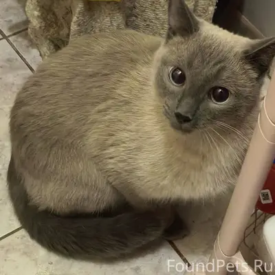Найдена кошка, район 60 лет ВЛКСМ