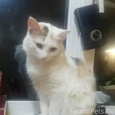 Пропала кошка Цири, Иваново