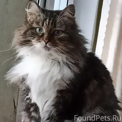 Пропали кошки, Кемля, ул. Октябрьская