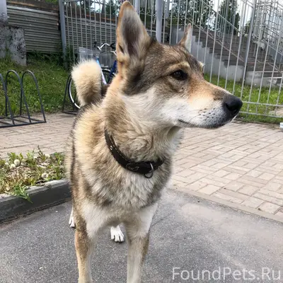 Пропал пёс, Вырица, вокзал