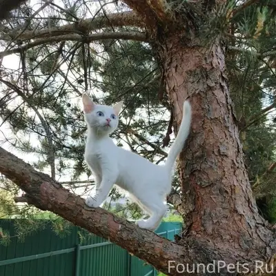 Найден ангорский котёнок, без дома
