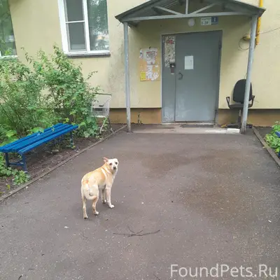 Найден тип собака, Сормово