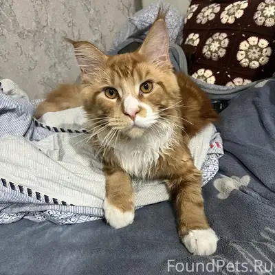 Пропал кот 