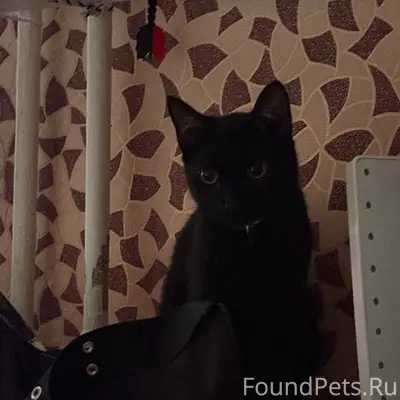 Пропал чёрный кот, посёлок, улица Первостроителей