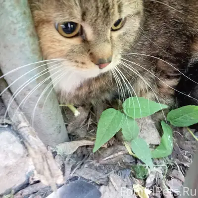 Найдена кошка, Дзержинский район