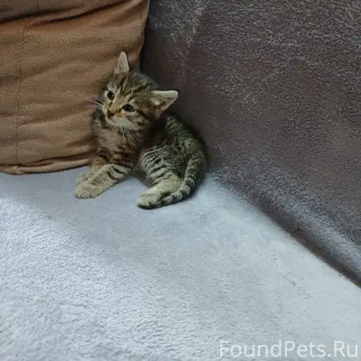 Найден котёнок, примерный возраст 1 месяц