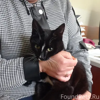 Найден котик, Уралэлемент