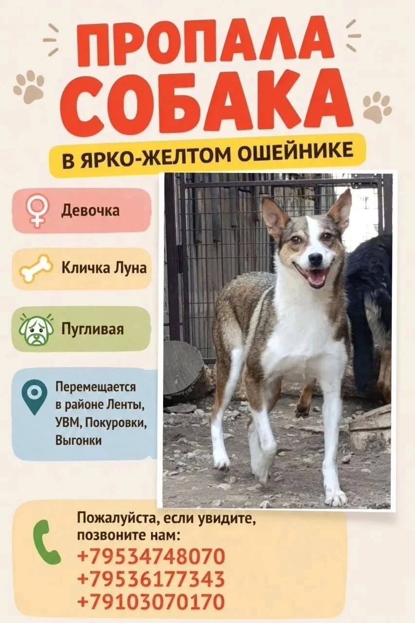 Пропала собака Луна, Выгонка