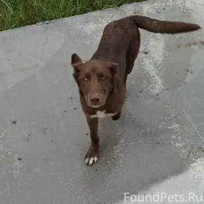 Найден щенок, п. Усовский