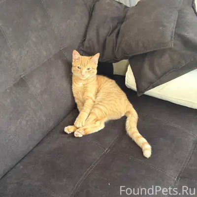Пропали коты Персик и Гарфилд