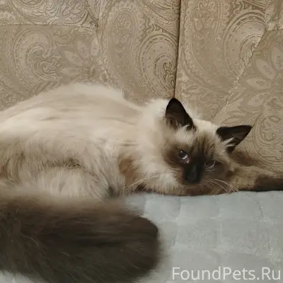 Пропал кот, улица Строителей