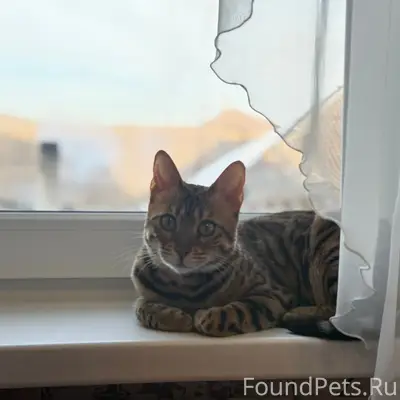Пропала бенгальская кошка Адель