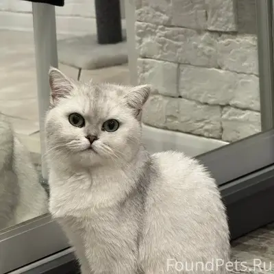 Пропала шотландская шиншилла Симка, район дк Росси