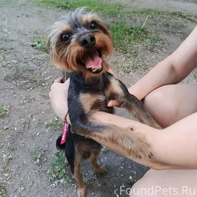 Найденна собака