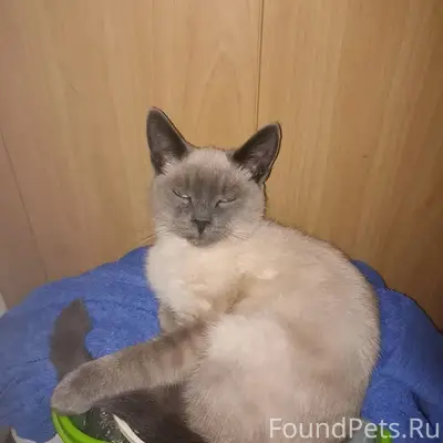 Пропал кот Гав, ул. Заславского