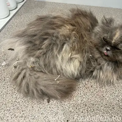 Найдена кошка