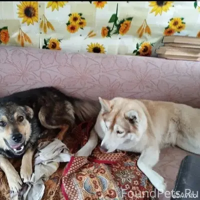 Пропали хаски и дворняжка, озеро Сенниково