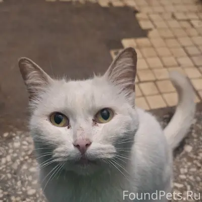 Пропала кошка, район Пушкина, Ленина