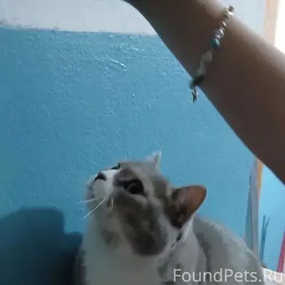 Найдена кошка, район школы N 1