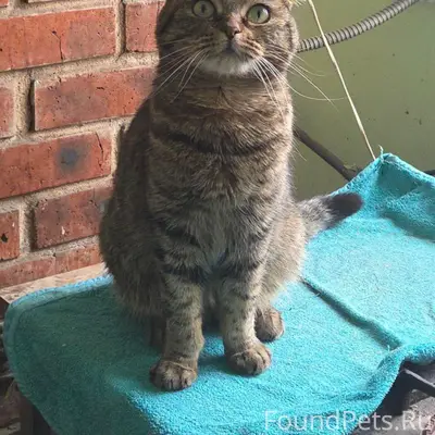 Пропала вислоухая кошка окраса табби