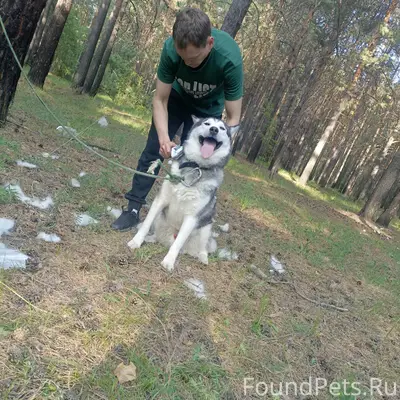 Пропал пёс, 12а мкр