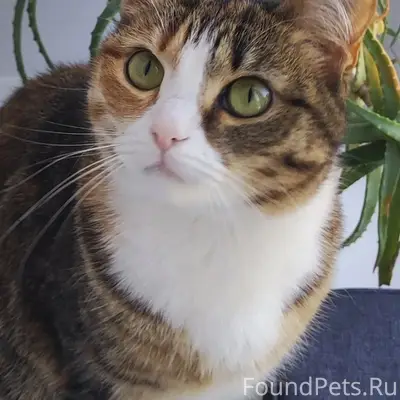Пропала кошка, Завокзальный район