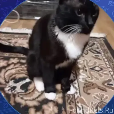 Пропал кот