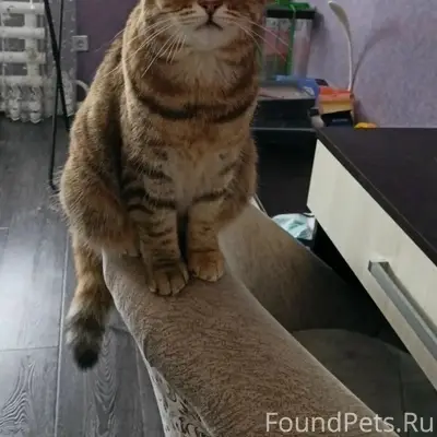 Пропала кошка Маша, СНТ Геолог