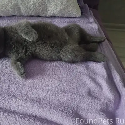 Пропала вислоухая Буся