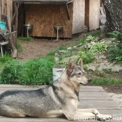 Пропала собака Найда, СНТ Татыш