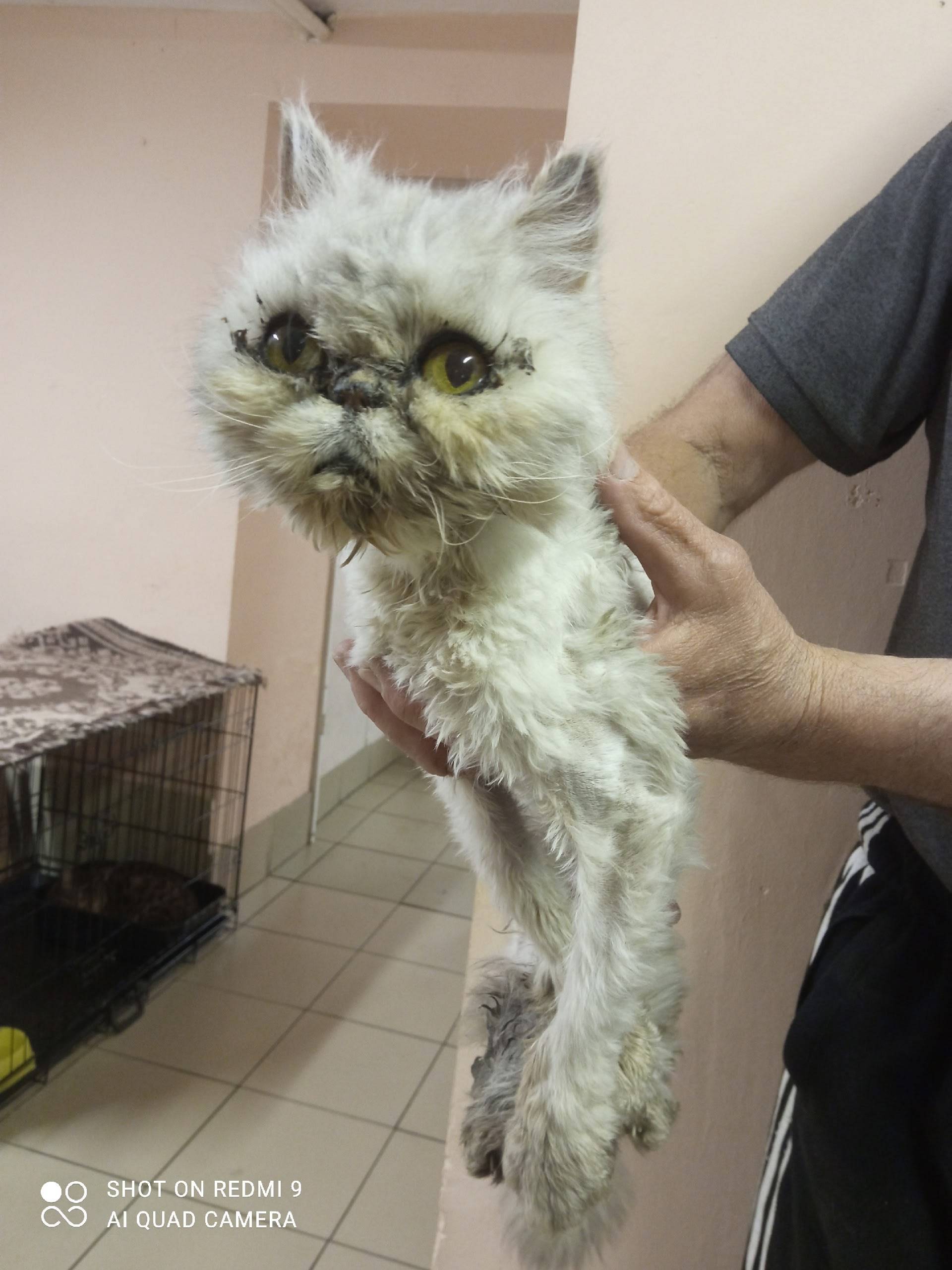 Найдена кошка, массив Нечеперть