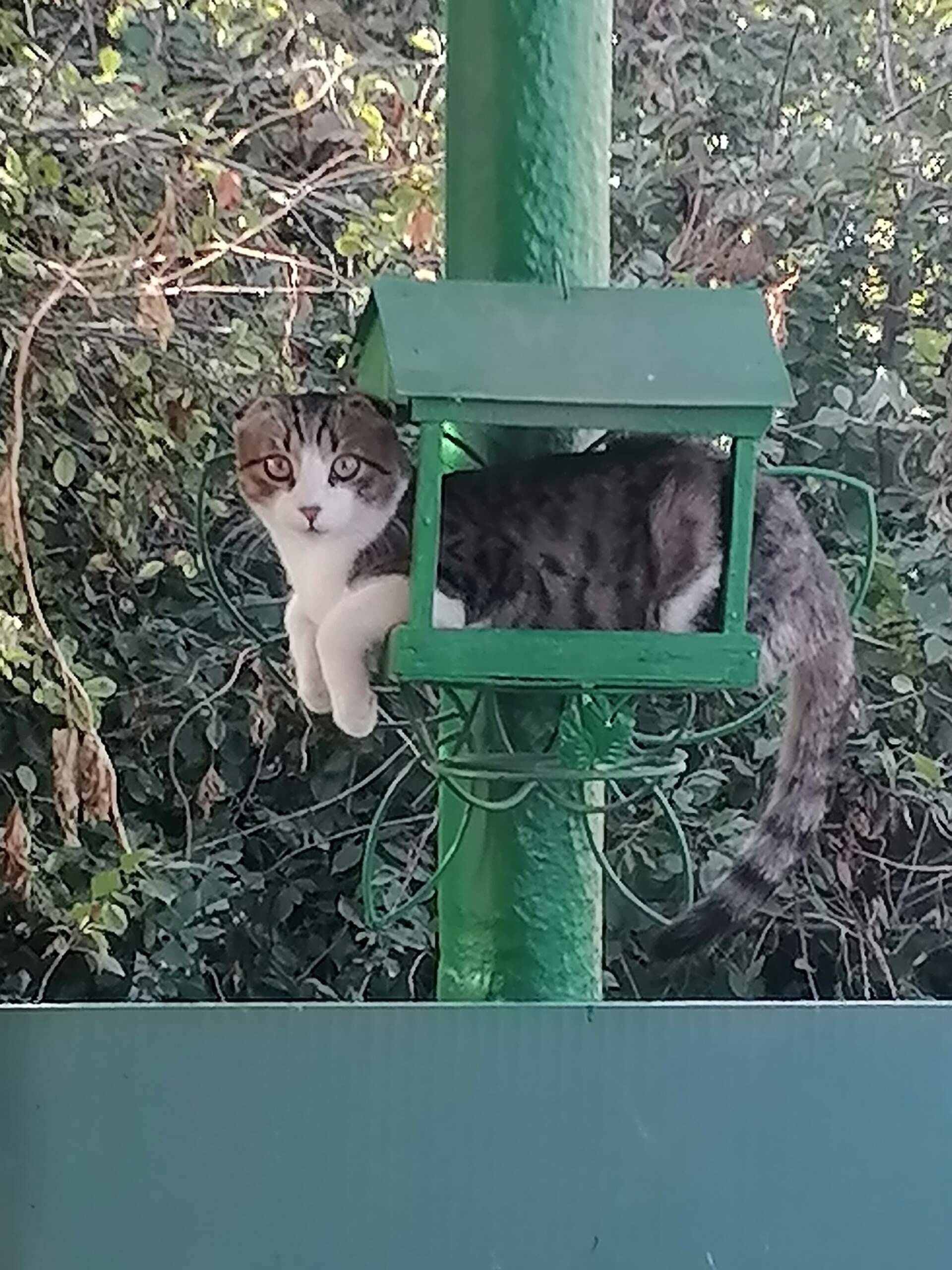 Пропал кот, место не указано