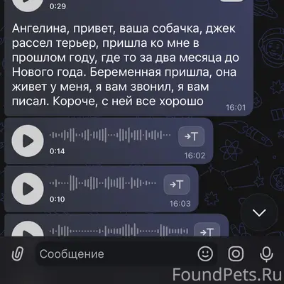 Пропала собака Джек Рассел, неизвестно местонахождение