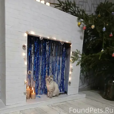 Пропала кошка Мира, Тимирязева