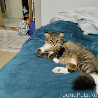 Пропала кошка, район Кольцово